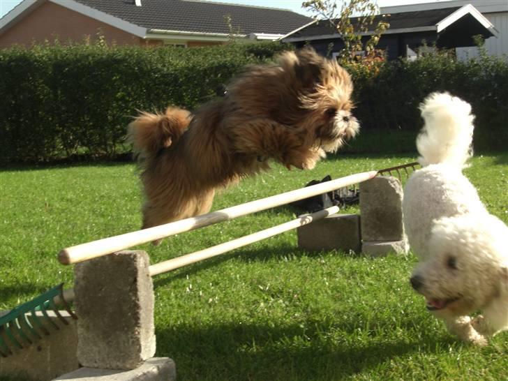 Blanding af racer Gizmo billede 3