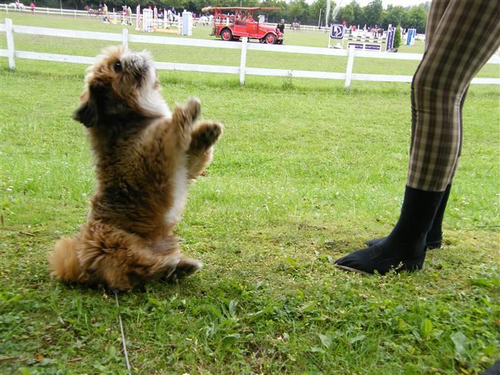 Blanding af racer Gizmo - til Copenhagen horse show. billede 4