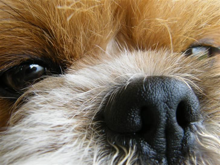 Blanding af racer Gizmo - til Copenhagen horse show. billede 5