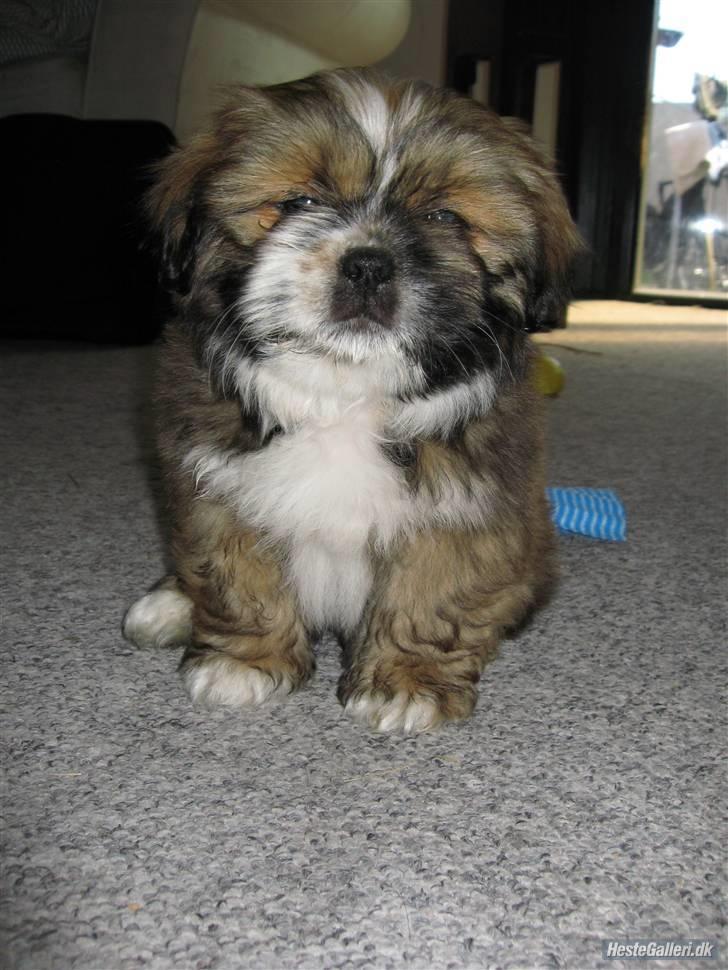 Blanding af racer Gizmo billede 6