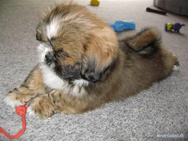 Blanding af racer Gizmo billede 7