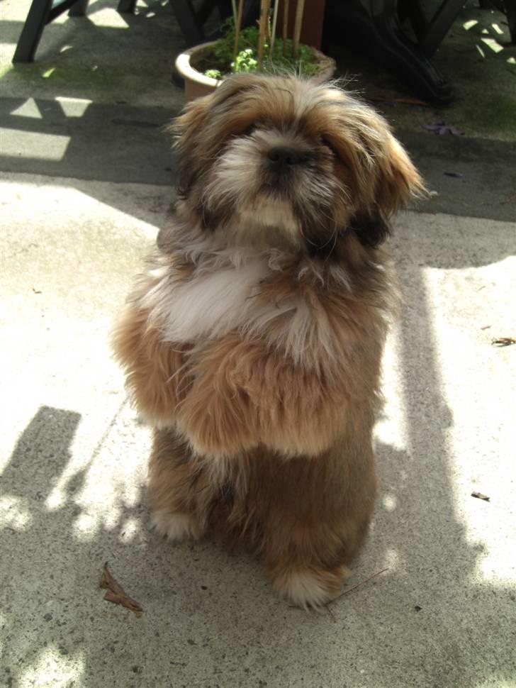 Blanding af racer Gizmo billede 8