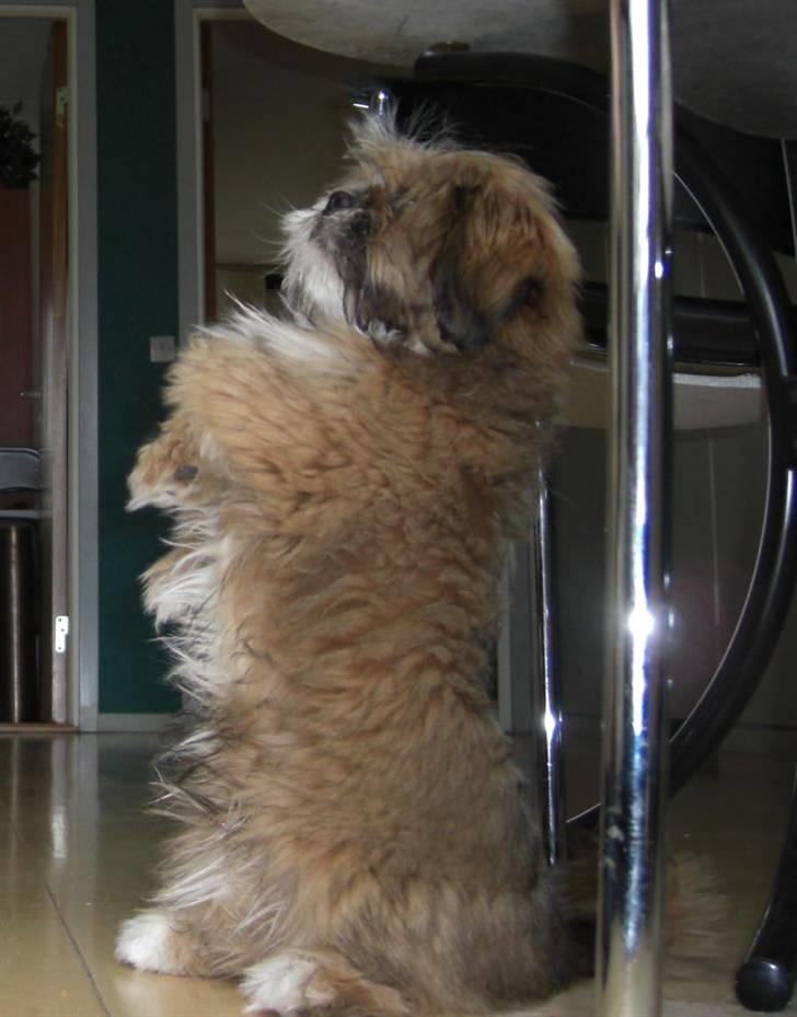 Blanding af racer Gizmo billede 9