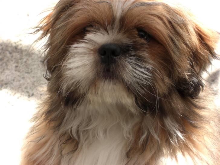 Blanding af racer Gizmo billede 10