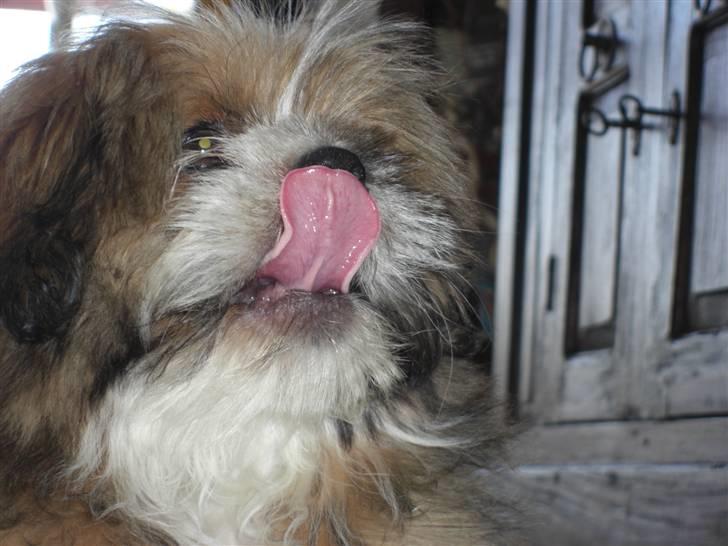 Blanding af racer Gizmo billede 11