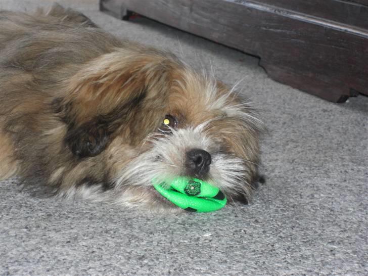 Blanding af racer Gizmo billede 12