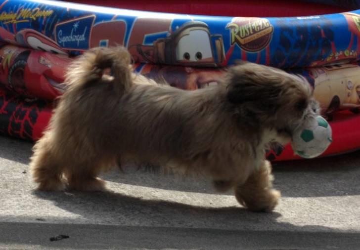 Blanding af racer Gizmo billede 13