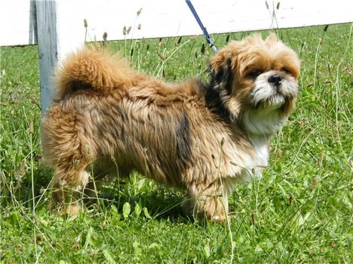 Blanding af racer Gizmo - til Copenhagen horse show. billede 14