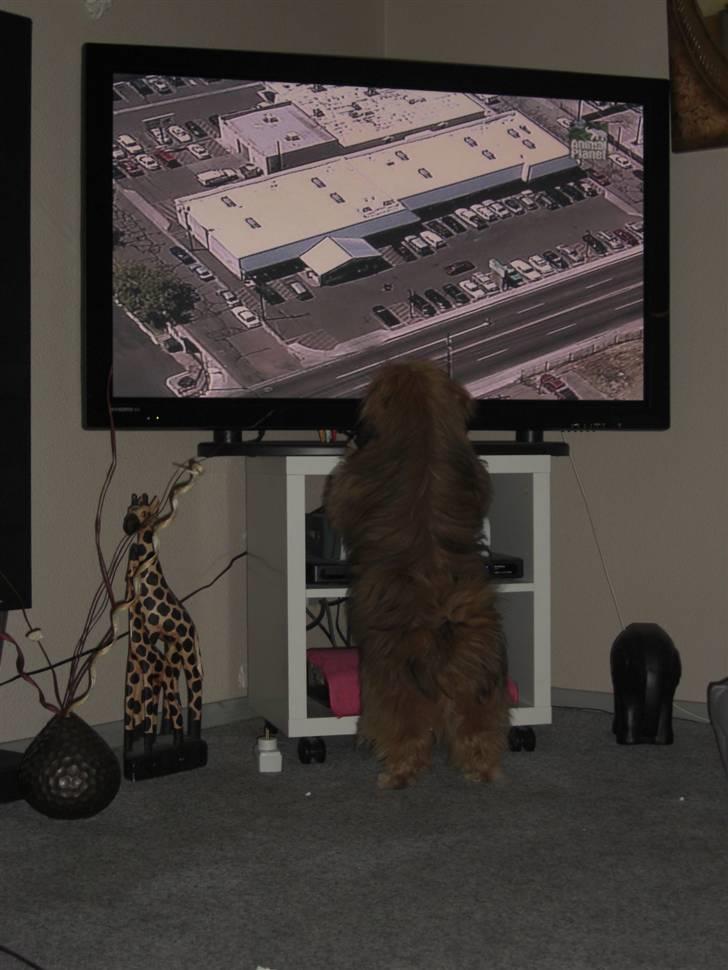 Blanding af racer Gizmo - I LOVE TV billede 15