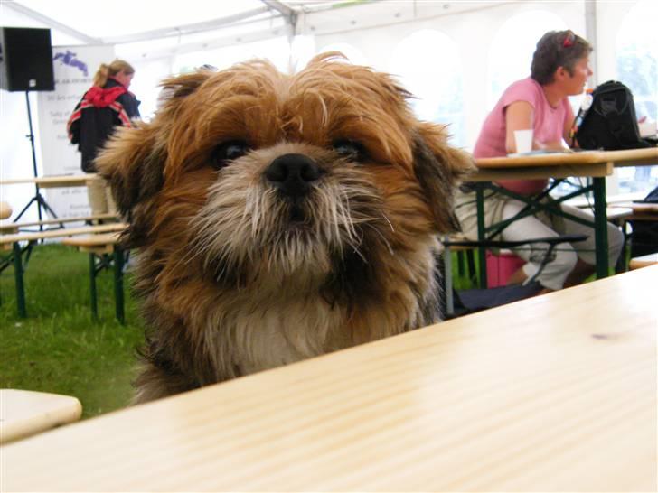 Blanding af racer Gizmo - til Copenhagen horse show. og godt våd a regnen billede 16