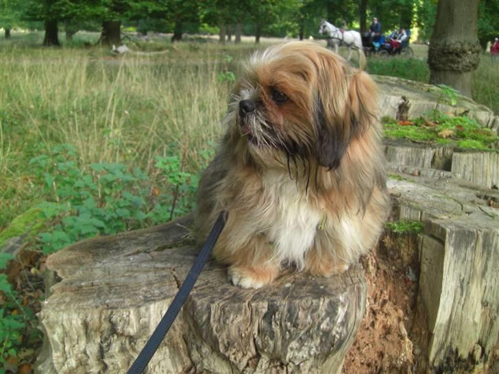 Blanding af racer Gizmo - I dyrehaven ! :) billede 17