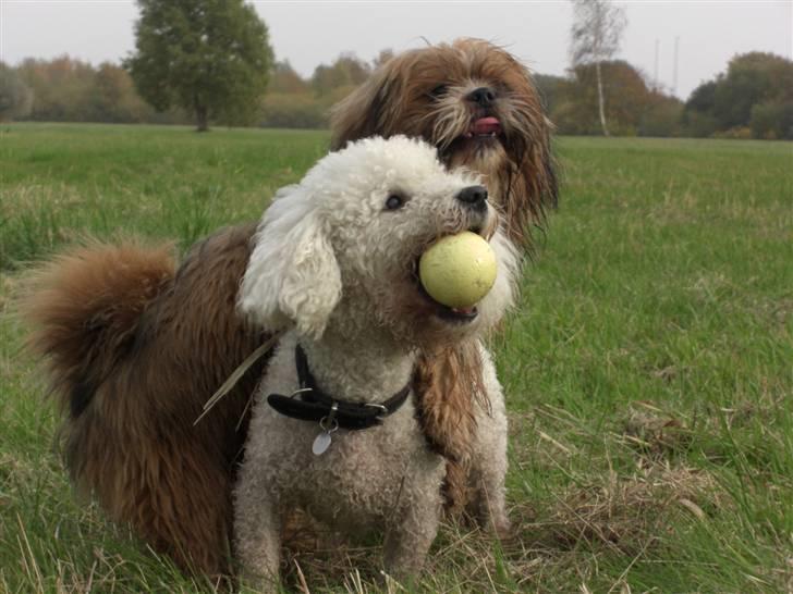 Blanding af racer Gizmo - Vi er Bare BEDSTE Venner ! billede 18