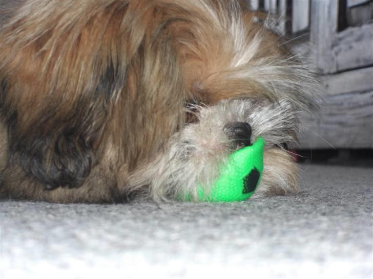 Blanding af racer Gizmo billede 19