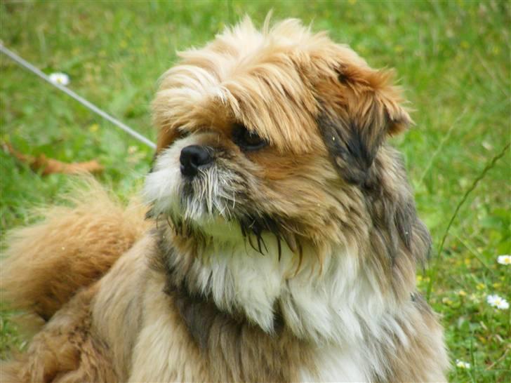 Blanding af racer Gizmo - til Copenhagen horse show. billede 20