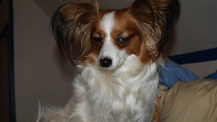 Papillon molly - jeg er en butterfly billede 16