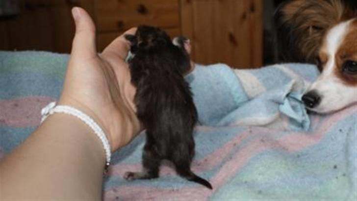 Papillon molly - det må da være en af mine babyer syns molly at tænke billede 17