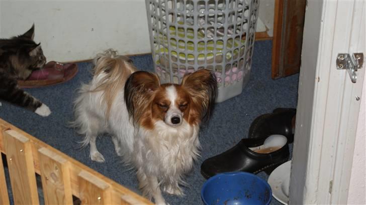 Papillon molly - de har lukket mig ude af køkkenet billede 18
