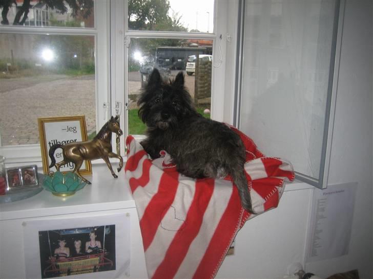 Cairn terrier Sylvester billede 12