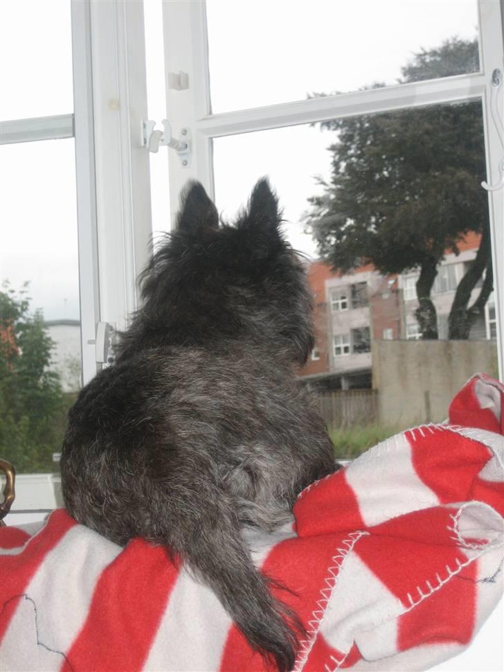 Cairn terrier Sylvester billede 13