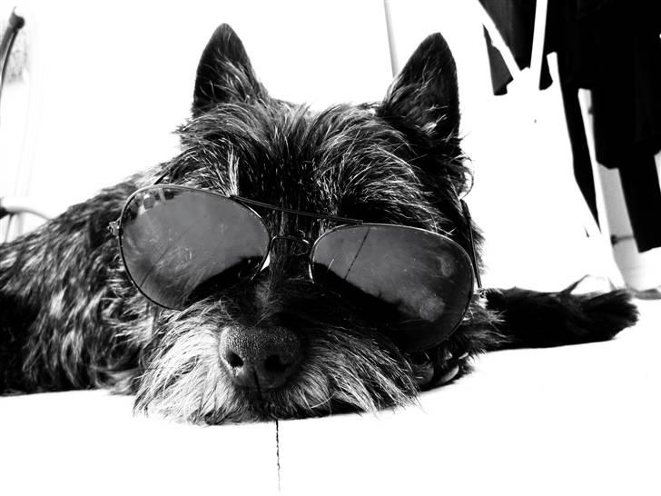 Cairn terrier Sylvester billede 14