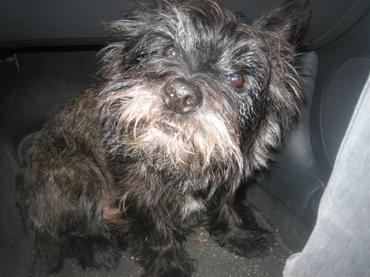 Cairn terrier Sylvester billede 15