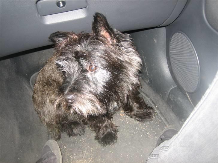 Cairn terrier Sylvester billede 16