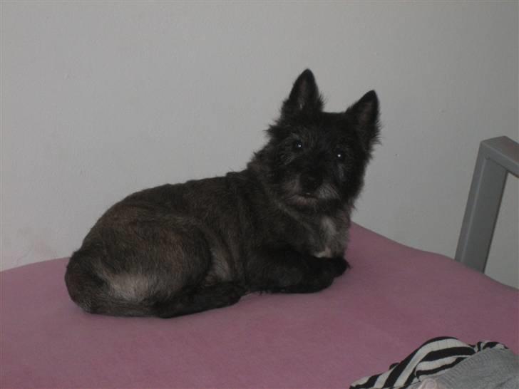 Cairn terrier Sylvester billede 17