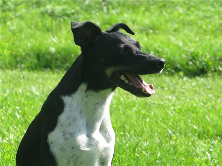 Dansk svensk gaardhund Rollo - Far til 4..  billede 3