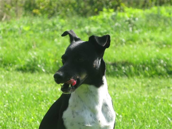Dansk svensk gaardhund Rollo - Far til 4..  billede 4