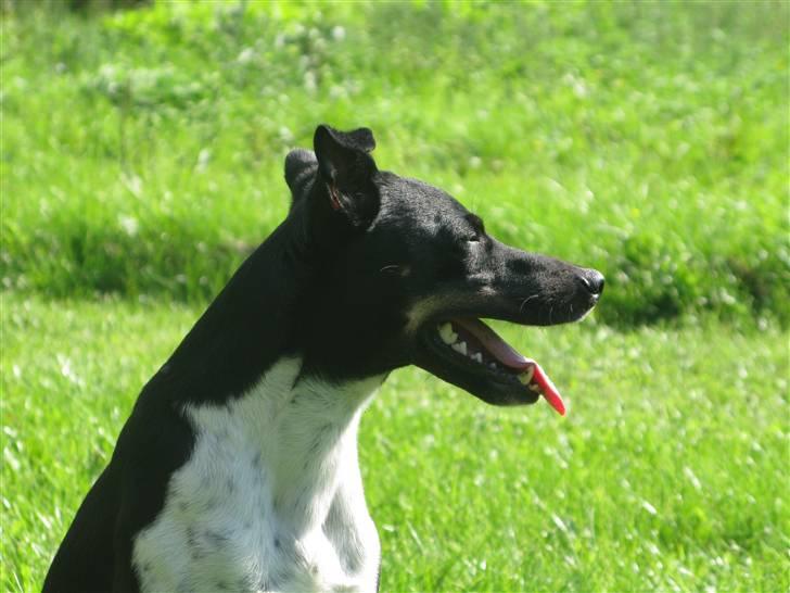 Dansk svensk gaardhund Rollo - Far til 4..  billede 5