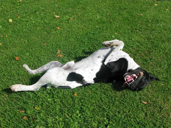 Dansk svensk gaardhund Rollo - Far til 4..  billede 6