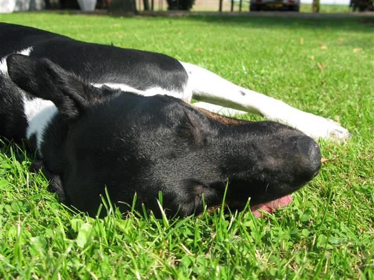 Dansk svensk gaardhund Rollo - Far til 4..  billede 7