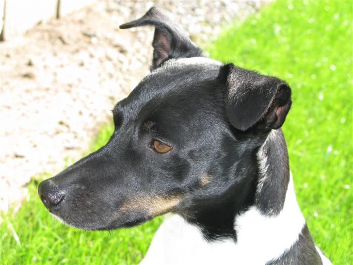 Dansk svensk gaardhund Rollo - Far til 4..  billede 8