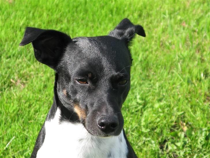 Dansk svensk gaardhund Rollo - Far til 4..  billede 10