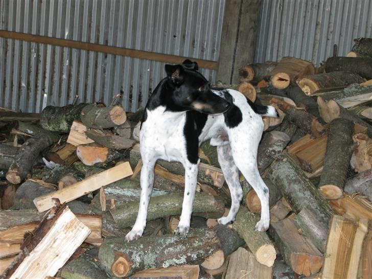 Dansk svensk gaardhund Rollo - Far til 4..  billede 11