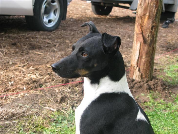 Dansk svensk gaardhund Rollo - Far til 4..  billede 12