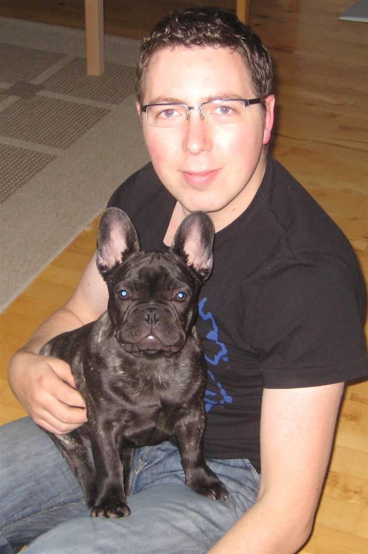 Fransk bulldog Louis - Hvor sidder vi bare pænt :-) (16 uger) billede 15