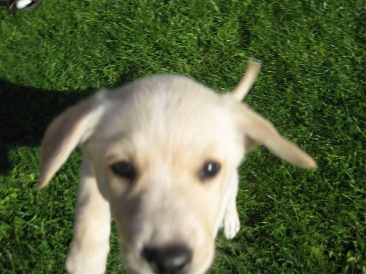 Blanding af racer Maya - Hehe, her hopper hun lii op i kameraet! :b billede 2