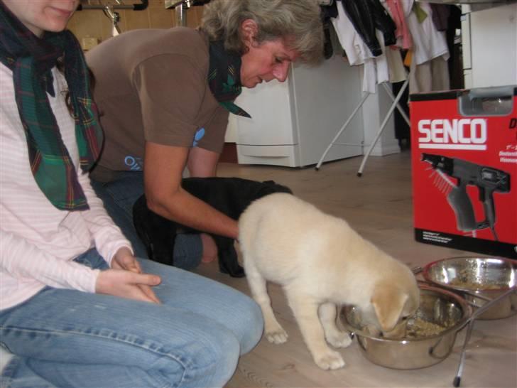 Blanding af racer Maya - Så får vi noed at spise! billede 3