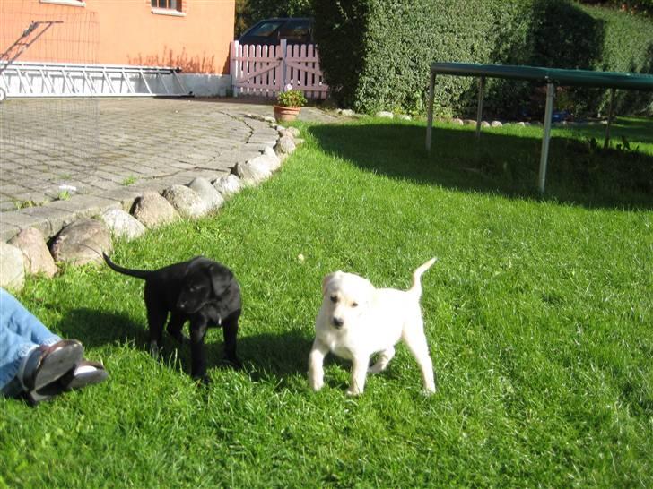 Blanding af racer Maya - Se hvor dejlige de er!! billede 4