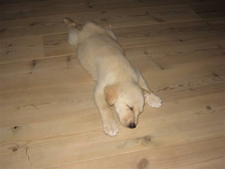 Blanding af racer Maya - Min lille tøs blev vist lii lidt træt... ? ;b billede 5