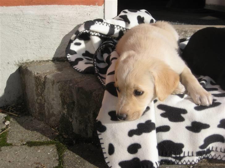 Blanding af racer Maya - Her ligger Maya ved siden af Millie og soler sig billede 6