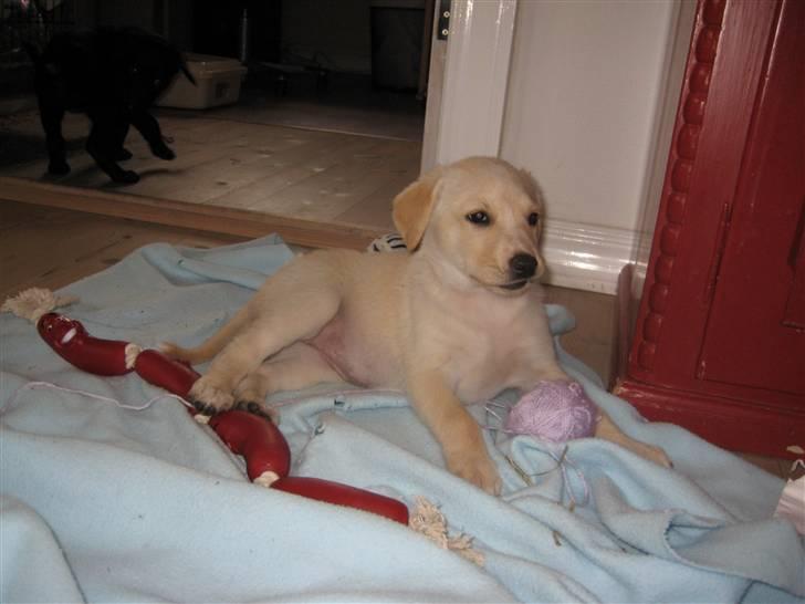 Blanding af racer Maya - Hehe... Elsker hiin!! <3 billede 7