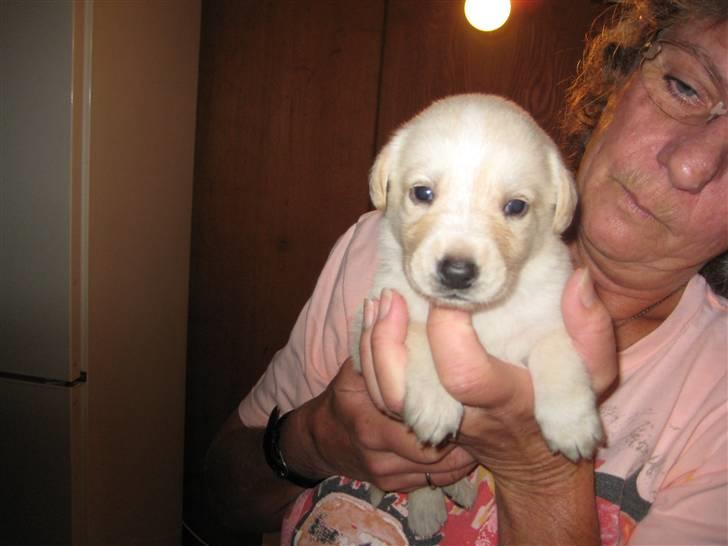 Blanding af racer Maya - Dette billede er fra første gang vi var ude og se hvalpene. Her er Maya kun et par uger gammel! billede 8