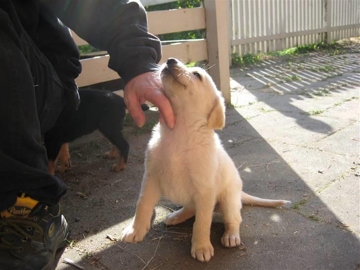 Blanding af racer Maya - Uden for, der hvor de kom fra billede 9