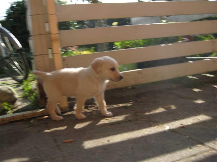 Blanding af racer Maya - Heeh, hun er bare såå fiiiin <3<33 billede 10