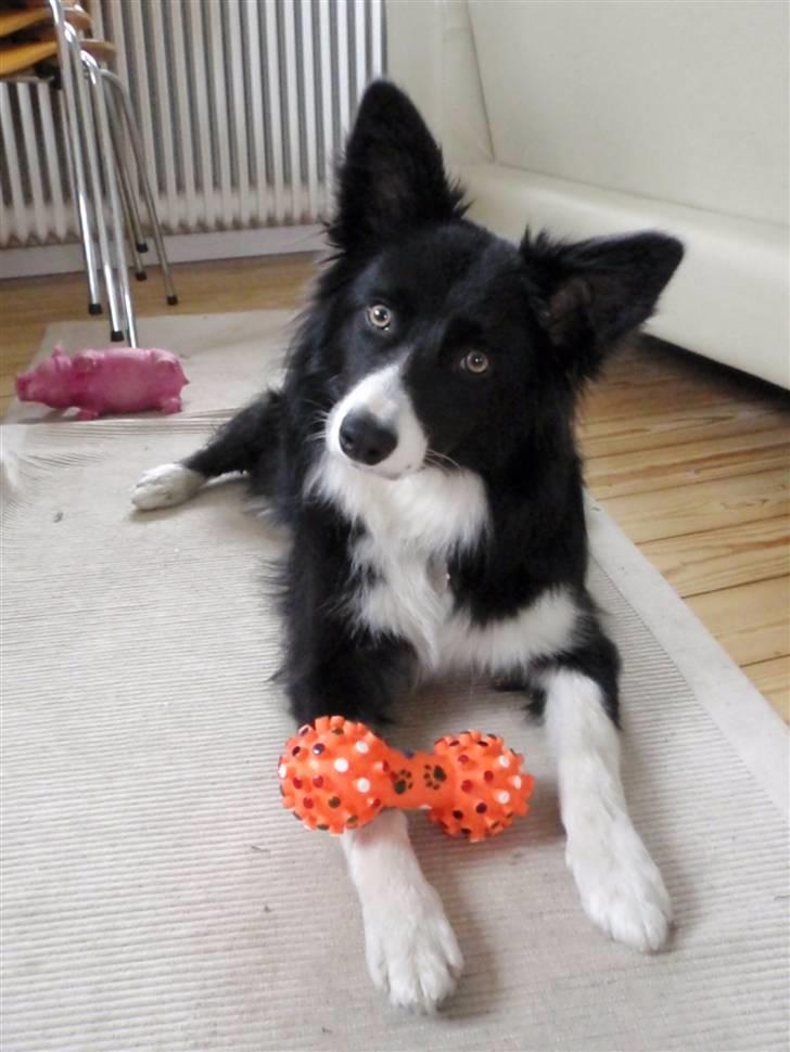 Border collie Molly billede 1
