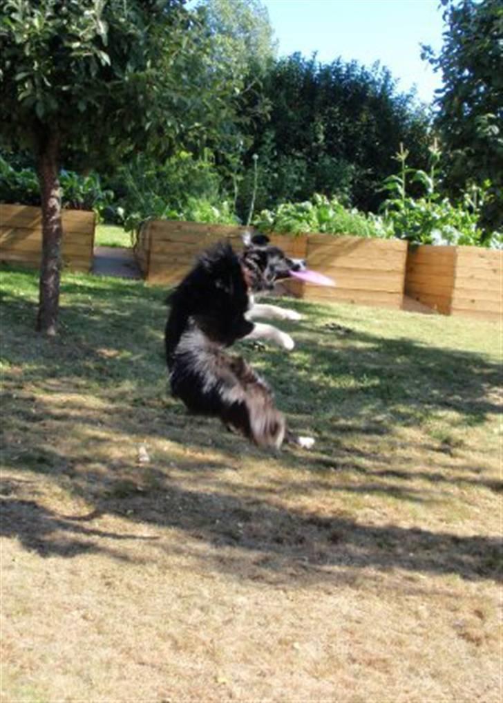 Border collie Molly billede 2