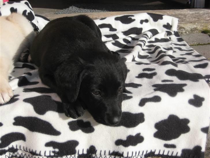 Blanding af racer Millie *R.I.P*<3ILU - Millie tar´ sig en lur udenfor med Maya. billede 2