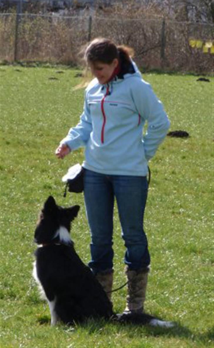 Border collie Molly billede 3